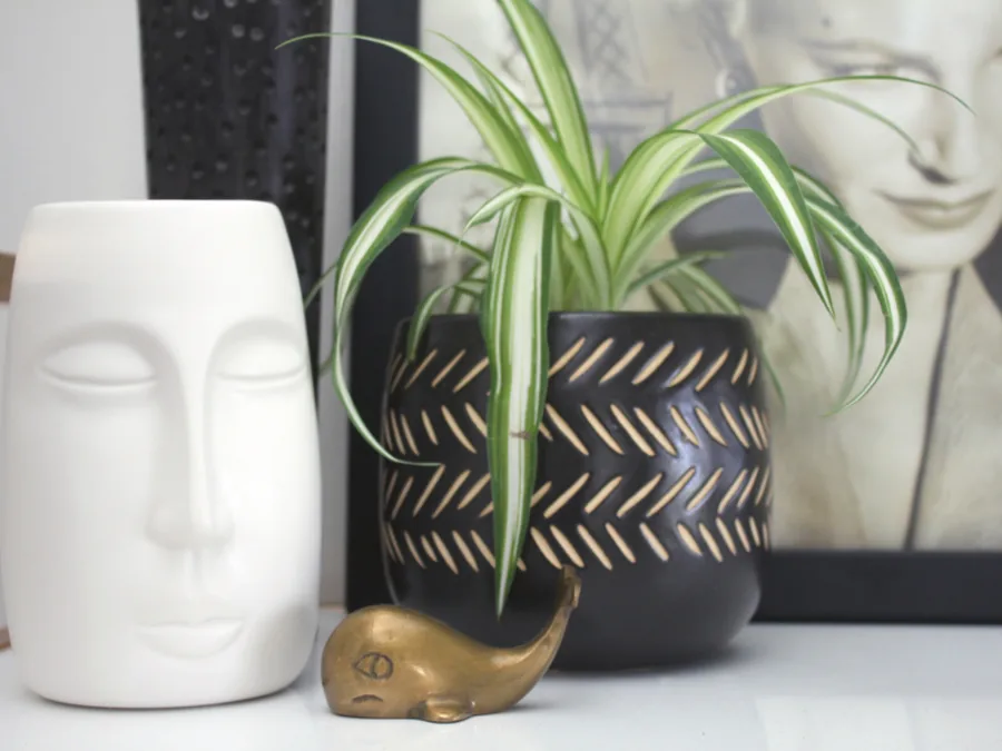 Shelf with a potted plant and ceramic decor in a cleaned living room